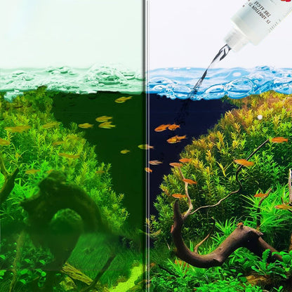 Effective Algae Control for Aquarium